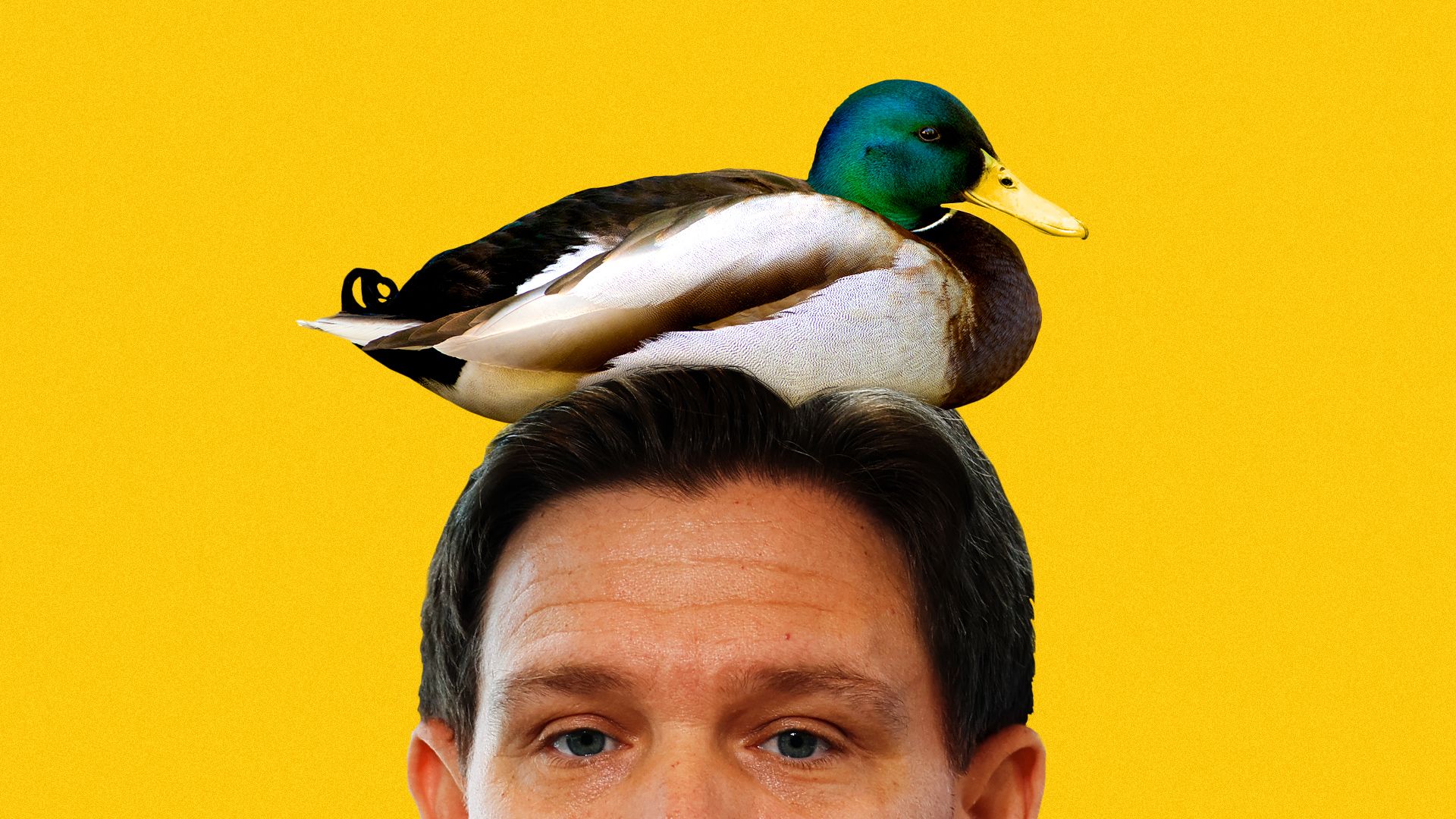 Photo illustration of Ron DeSantis with a duck sitting on his head. 