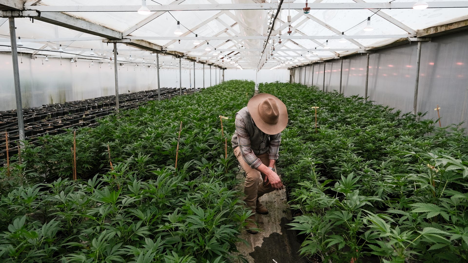 A farmer inspecting a cannabis plant in a greenhouse near Watsonville, California, on March 5.