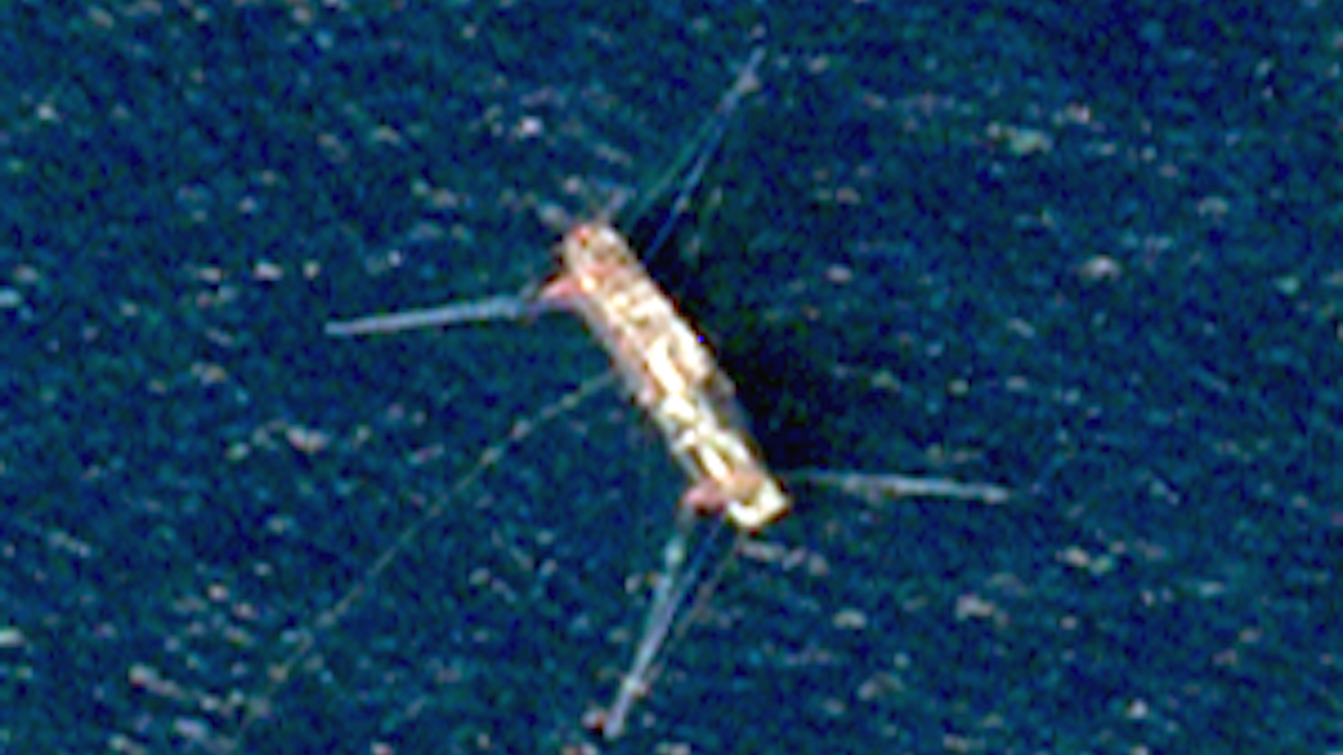 Satellite image of a large-scale lighting vessel in North Korean waters. Credit: Planet