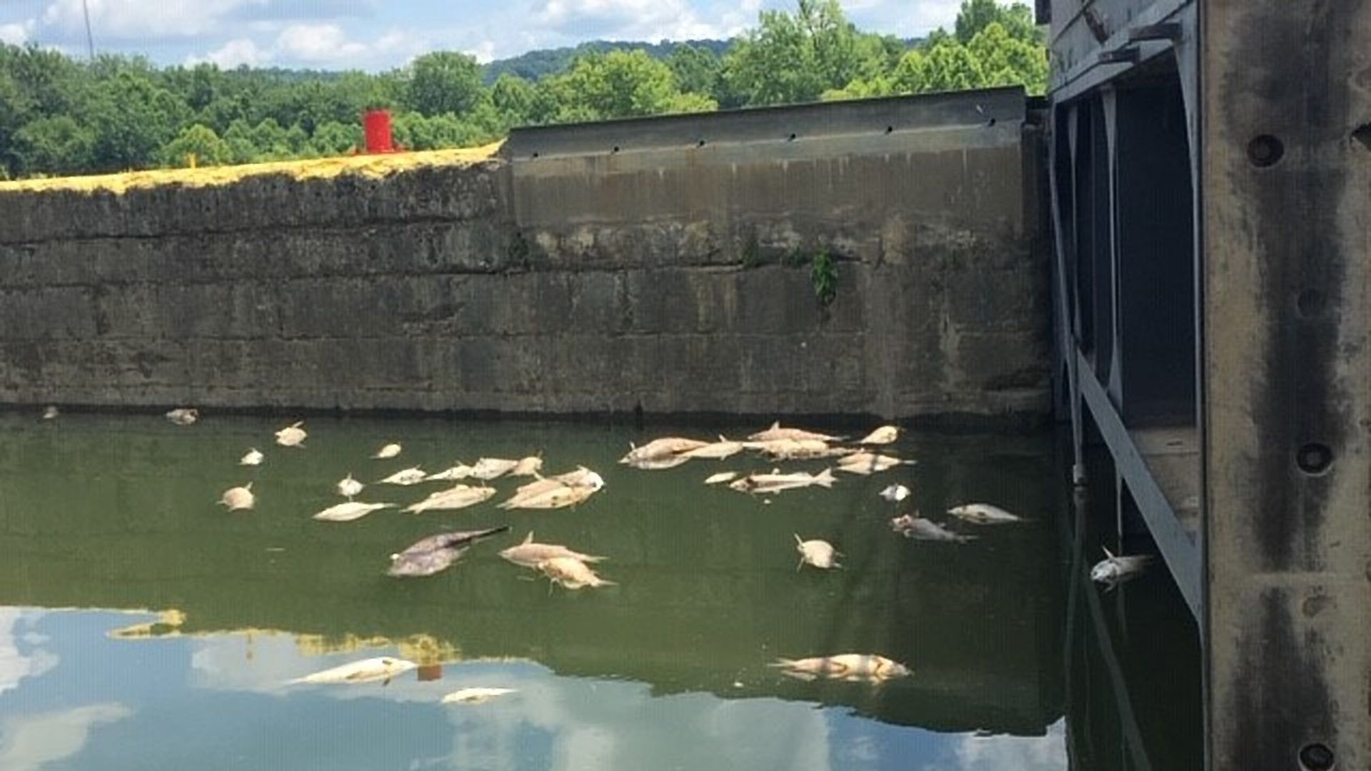 Dead fish in the Kentucky River after the Jim Beam fire.