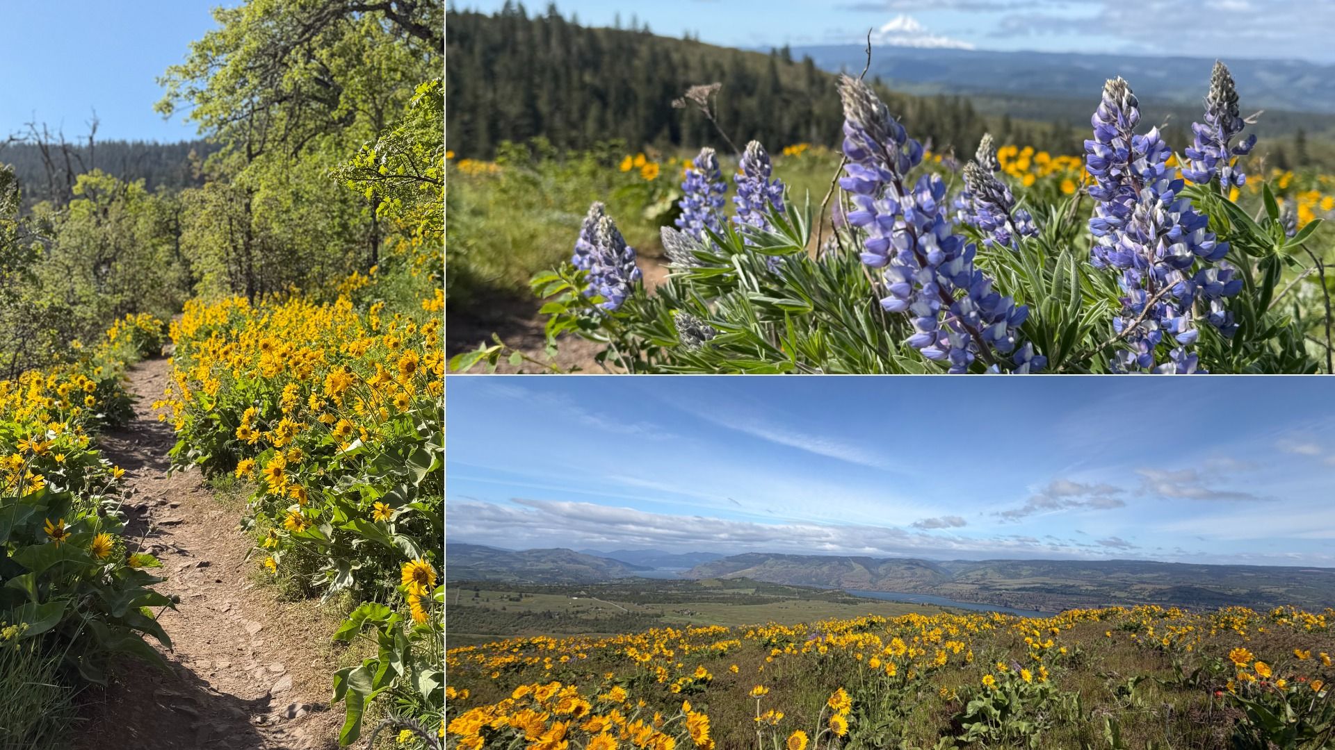 Collage of alpine meadows: left shows a sunlit dirt trail through yellow wildflowers; right top shows purple lupines with distant forest and mountains; bottom shows a wide valley under blue sky.