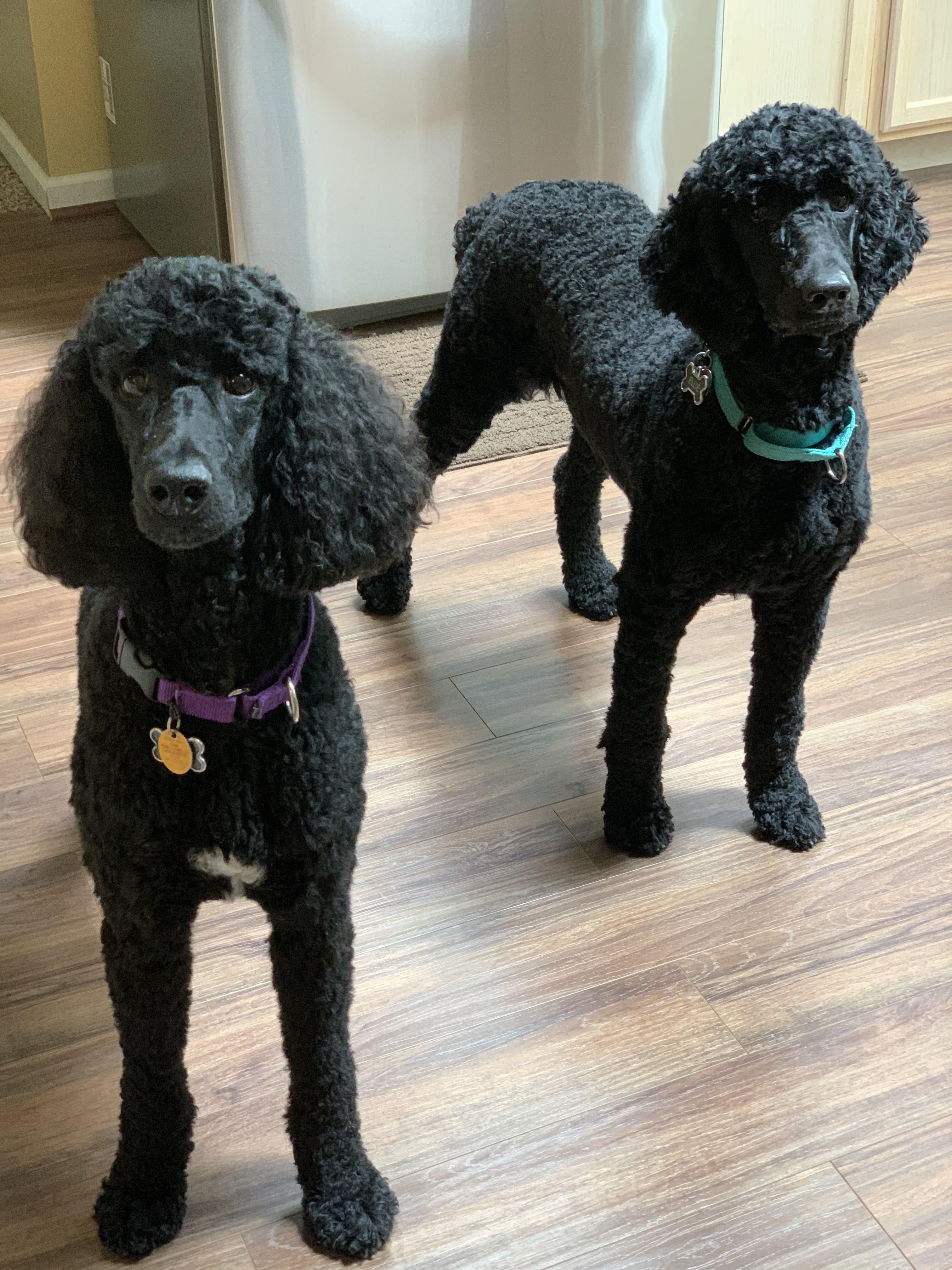Two large black poodles.