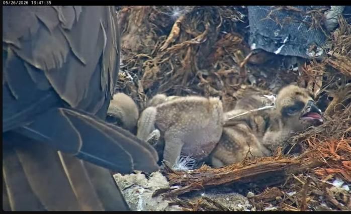 A baby osprey chick poops on its sibling in a nest.
