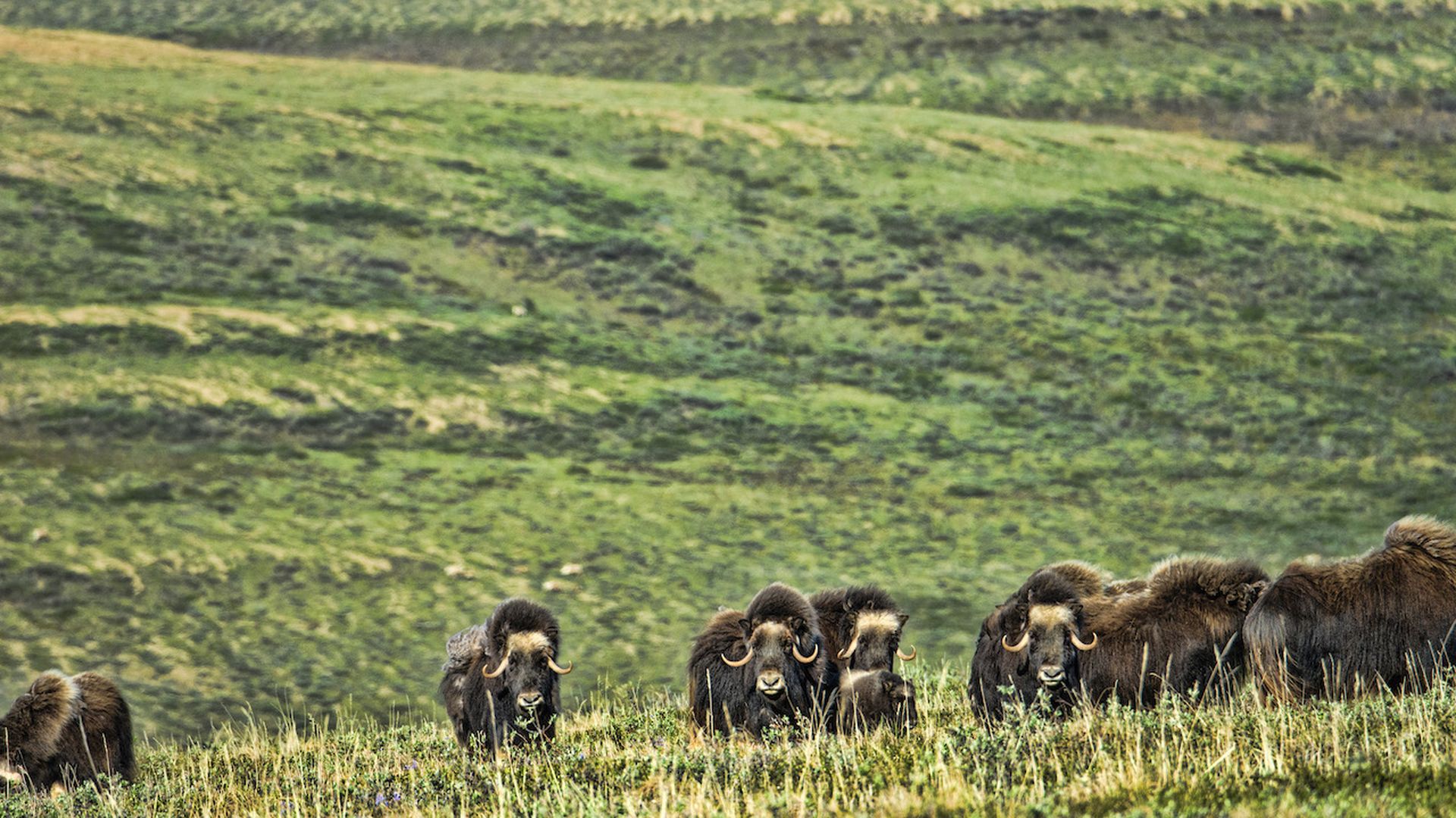 Photo of Musk oxen in the national petroleum reserve, northwest Alaska. 