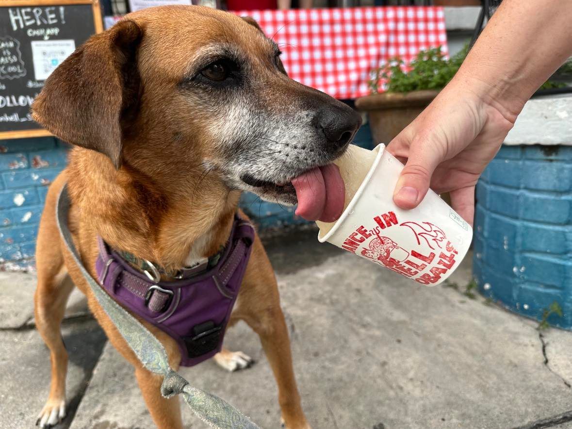 Photo shows Cinnamon the dog licking a doggy snoball