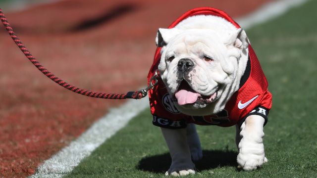 Uga X, the English bulldog that witnessed UGA's impressive victory ...