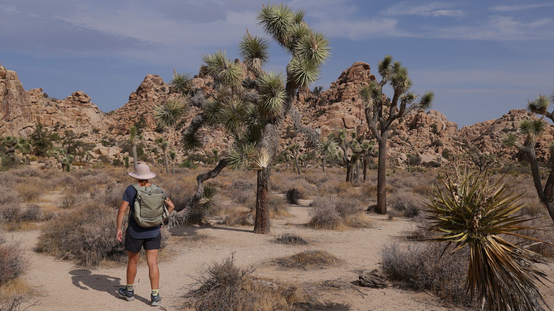 A hiker walks through the desert terrain at Joshua Tree National Park.
