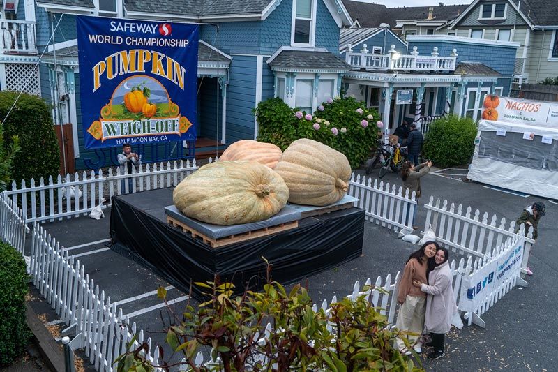 Giant pumpkins on display at the competition weigh-off