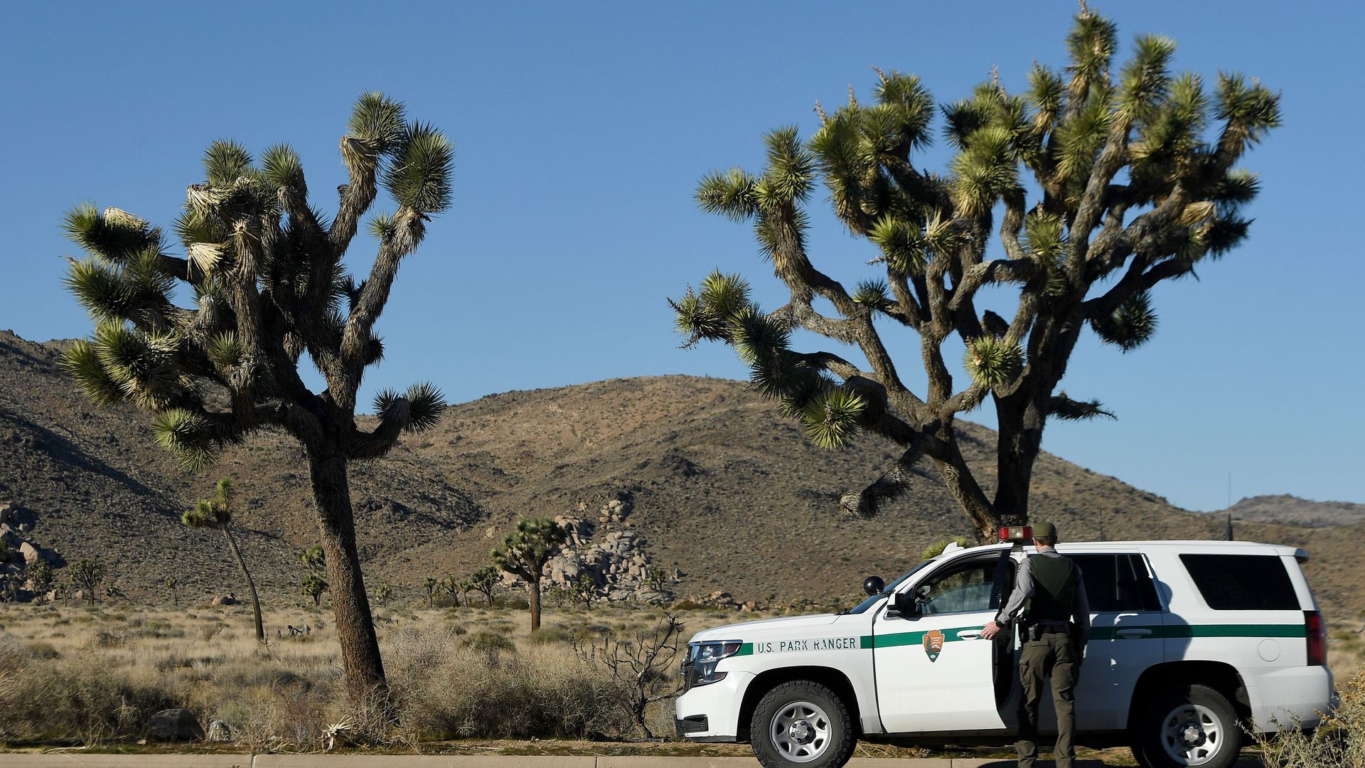 Joshua Trees and a U.S. National Park Service car and officer.