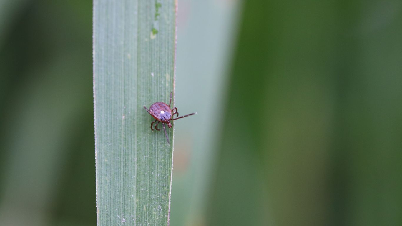 About that meatallergycausing lonestar tick that's in D.C. Axios