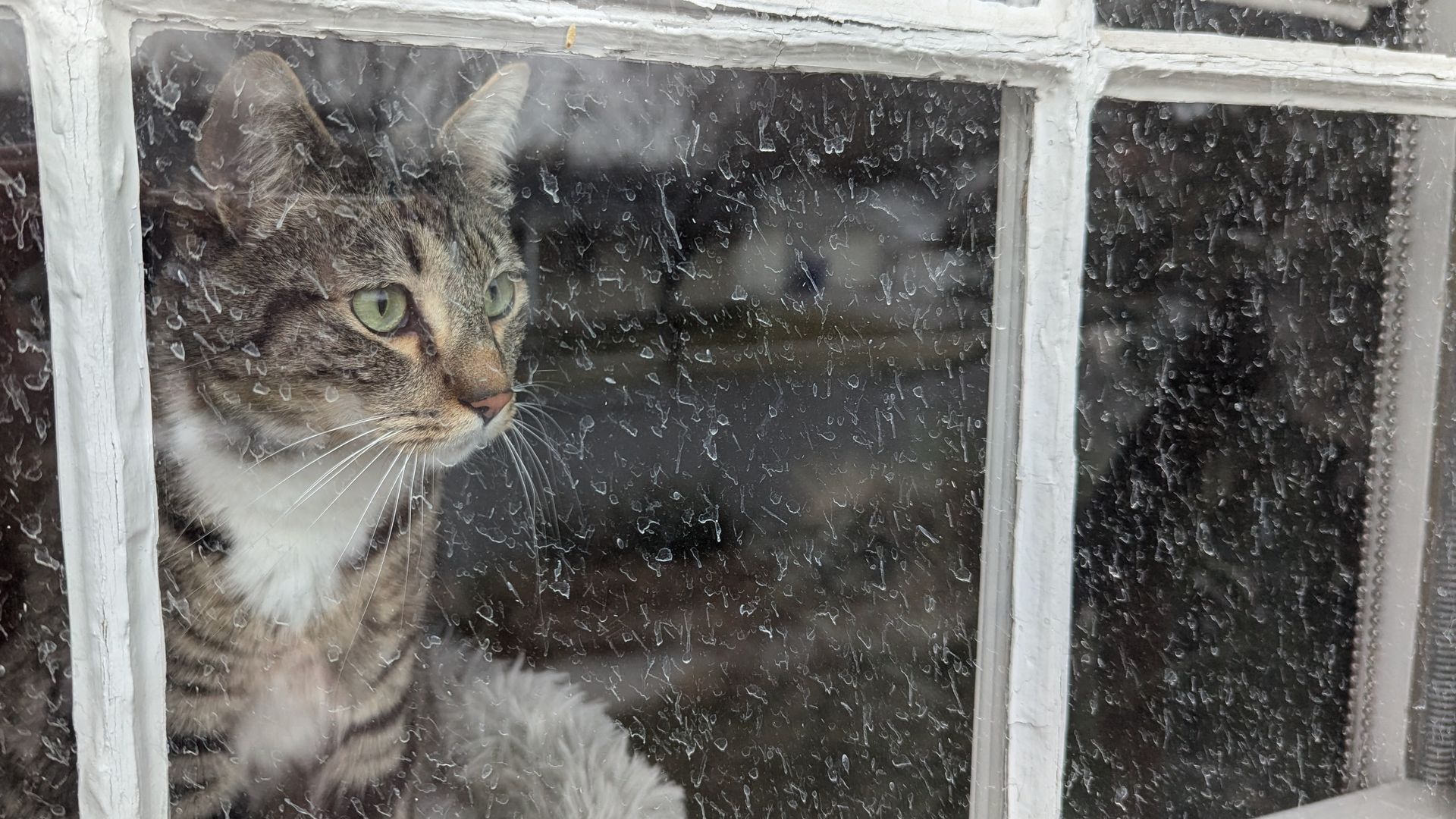 A tabby cat looks through a window splattered with mud