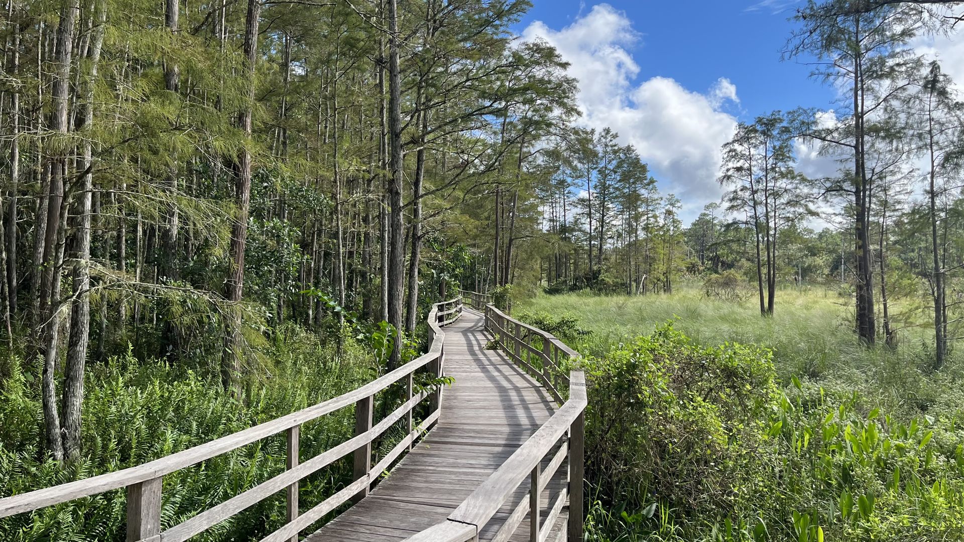 A wooden boardwalk with a cypress tree forest on one side and the low shrubs of a prairie on the other.