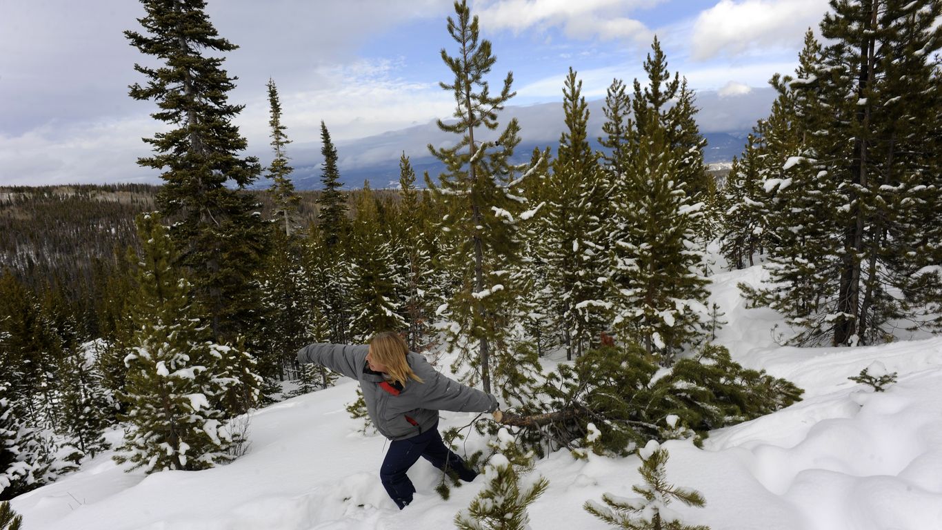 Christmas tree permits at Colorado national forests on sale Axios Denver