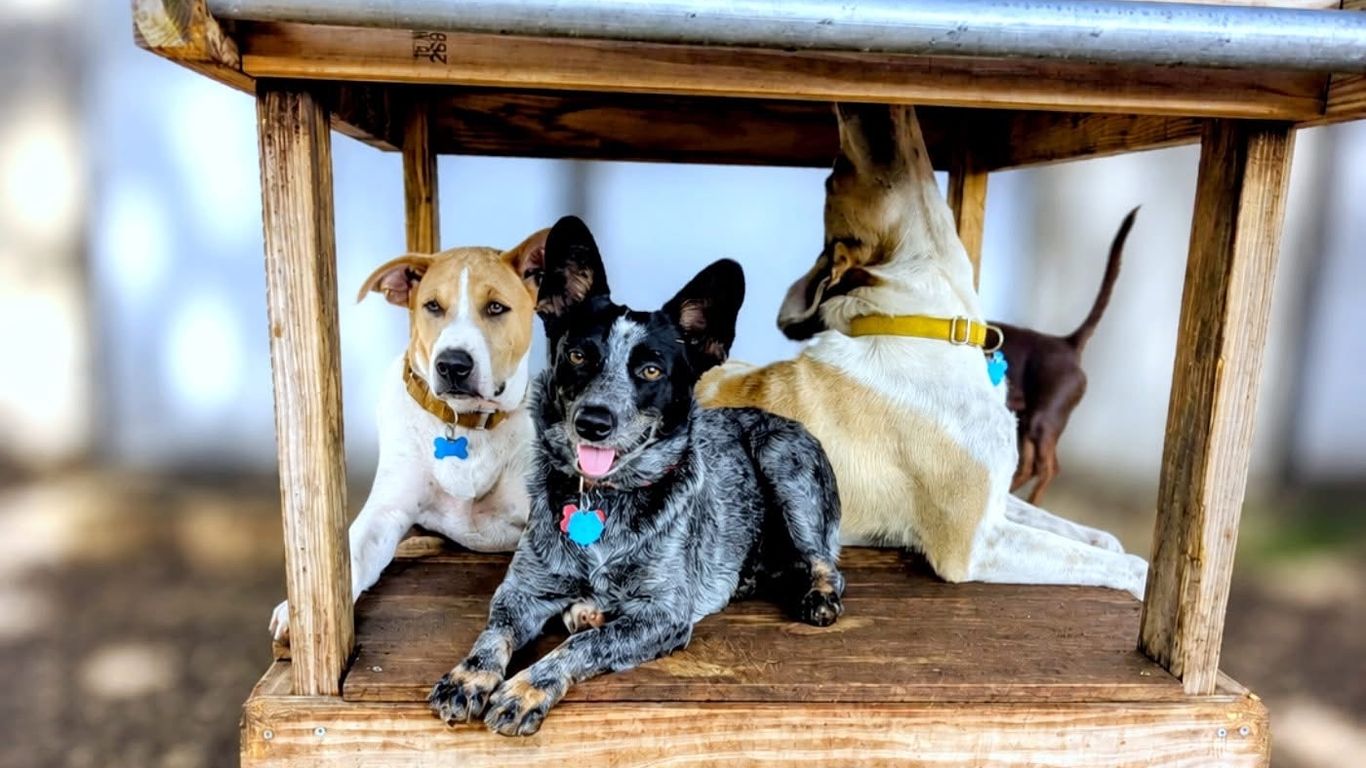 Central Texans opened their homes to rescue pets