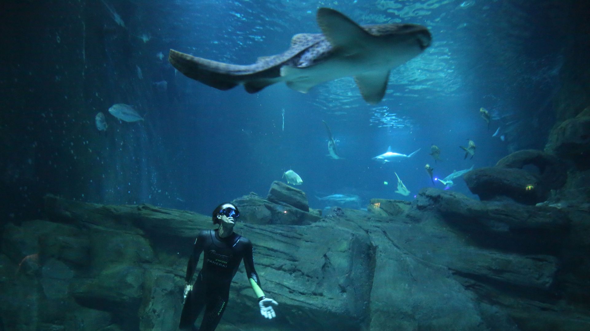 free diver with a shark