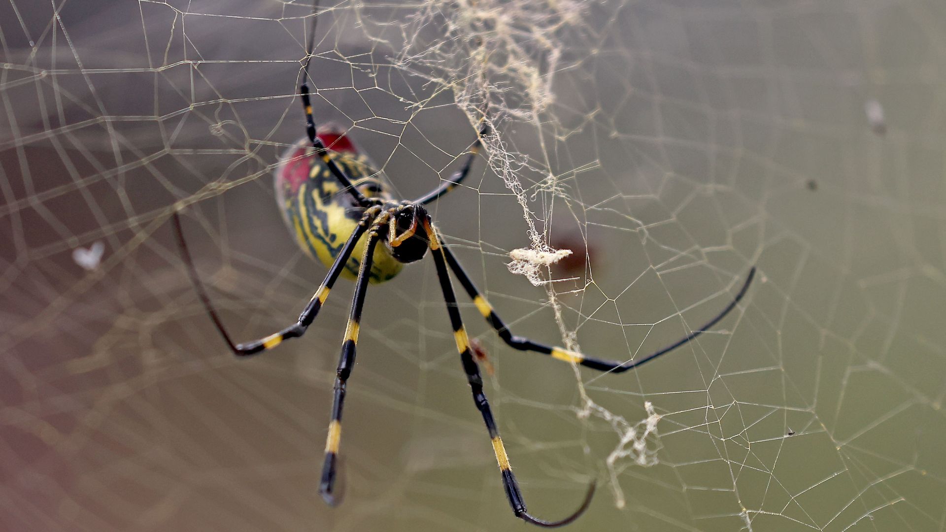 A close-up of a large black and yellow spider sitting on its web
