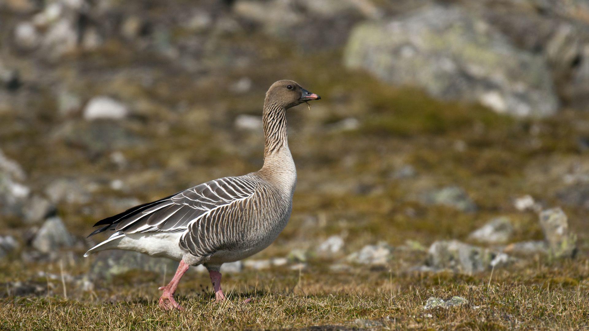 Pink-footed goose (Anser brachyrhynchus) male on the tundra, Svalbard / Spitsbergen. 