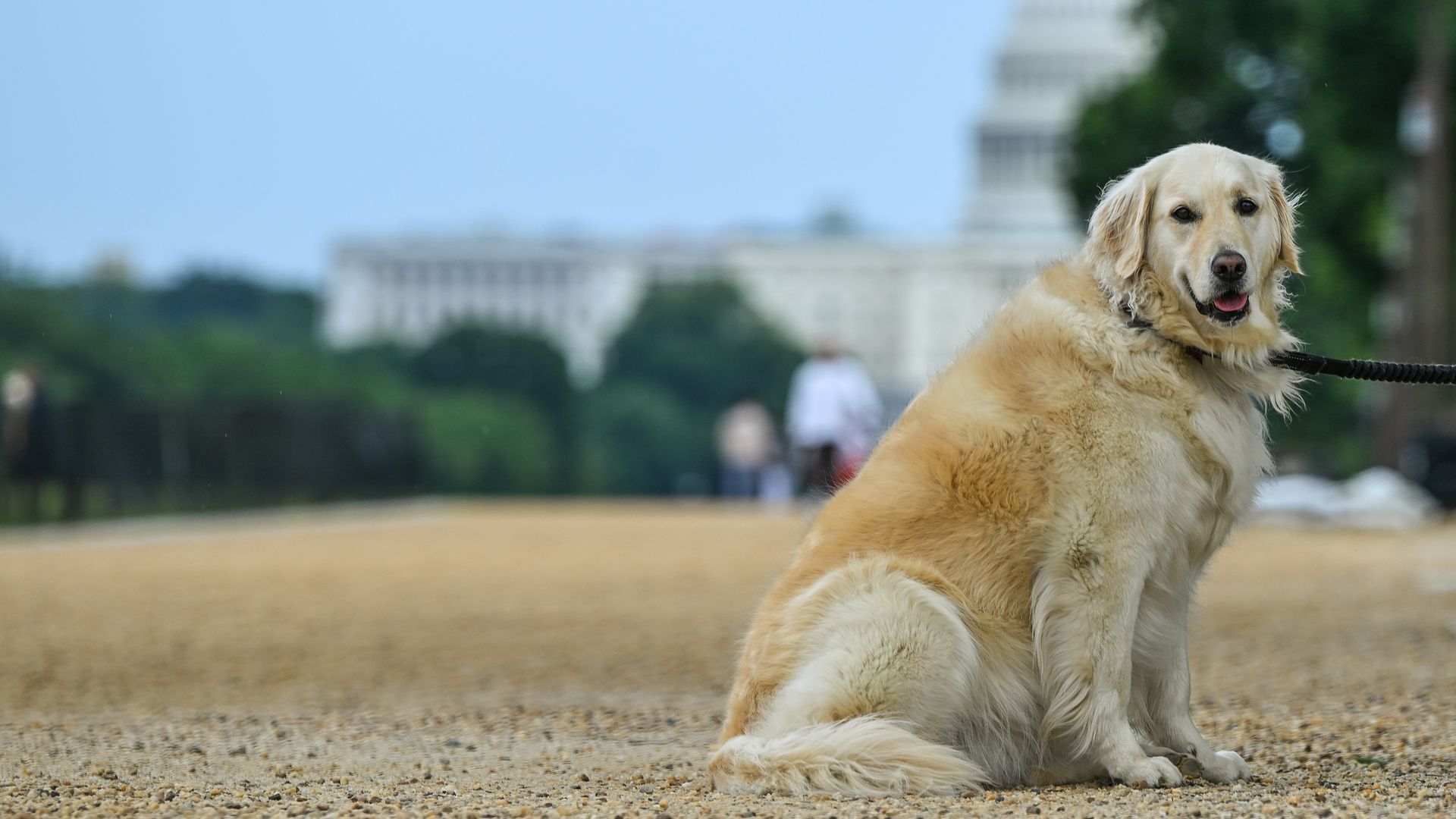 A golden retriever on a sandy pathway with the US Capitol in the distance. 