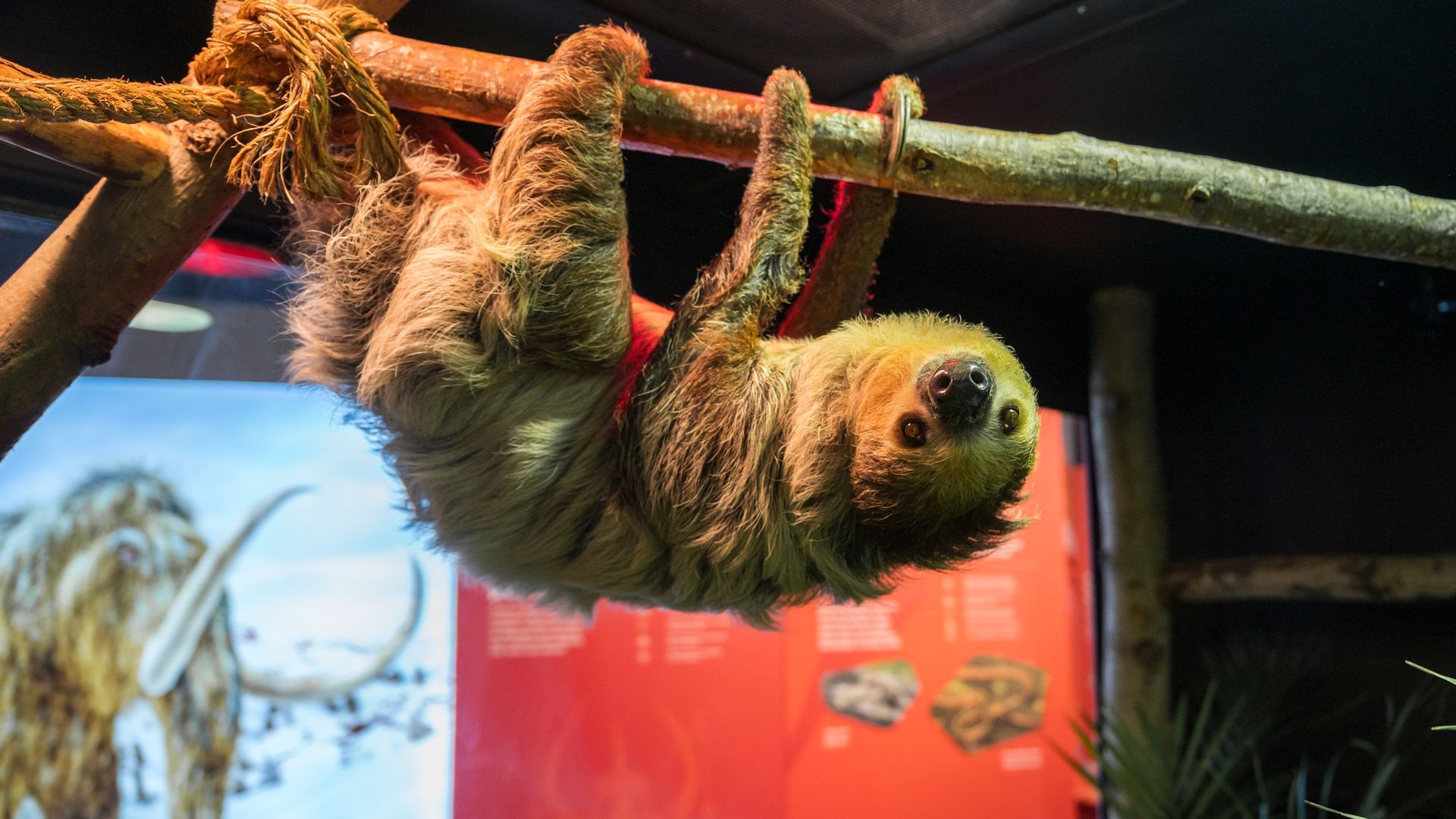A sloth hangs upside down from ropes and wooden poles in an exhibit, its shaggy brown fur gripping the rope. A red information panel and a blue mural are visible in the background.