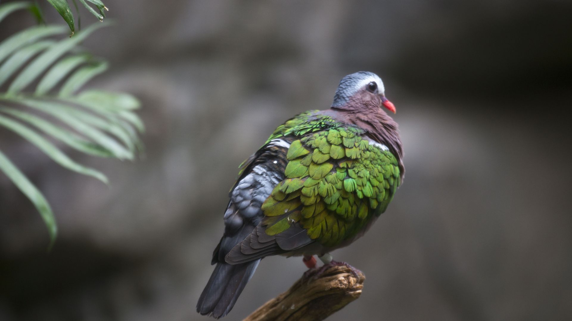 emerald dove