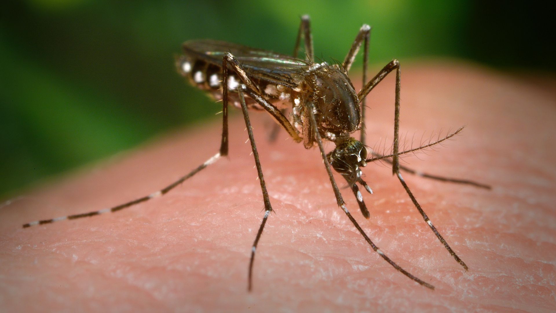 Female Aedes aegypti mosquito in the process of seeking out a penetrable site on the skin surface of the human host, 2006.