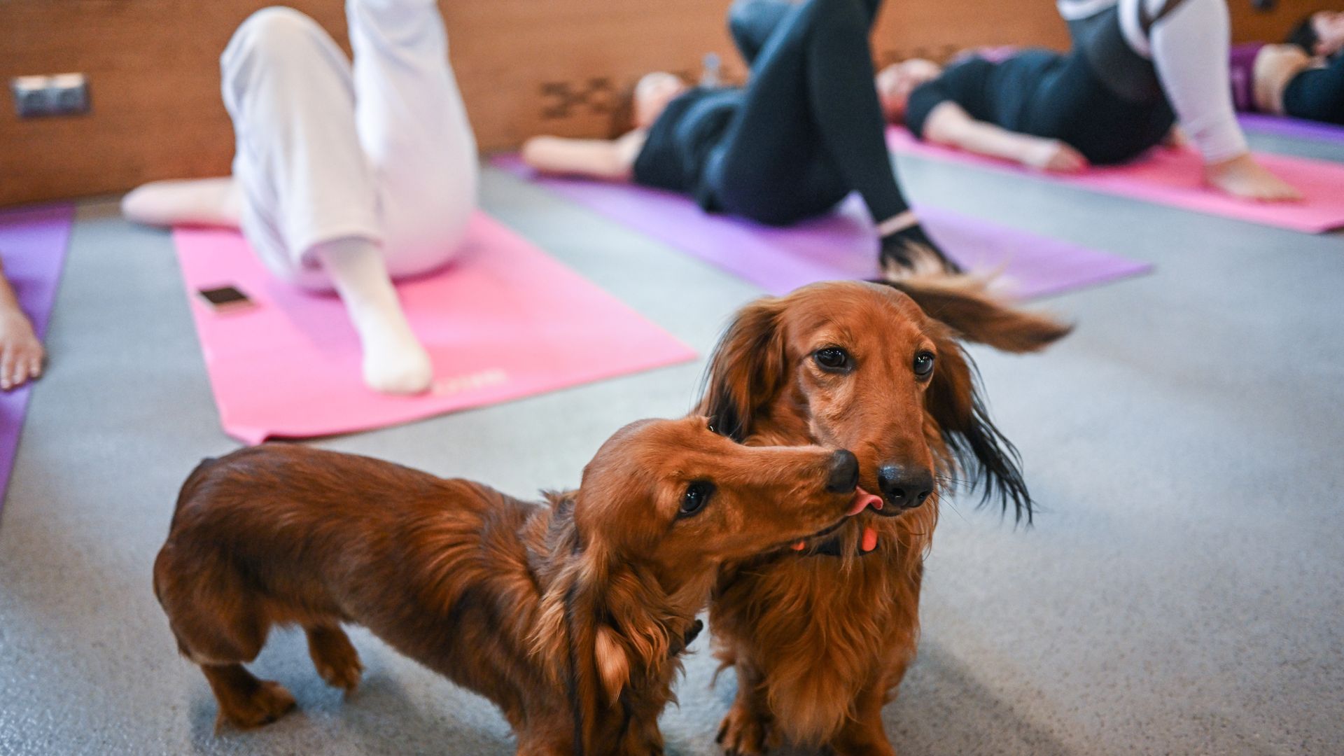 puppies in front of people doing yoga
