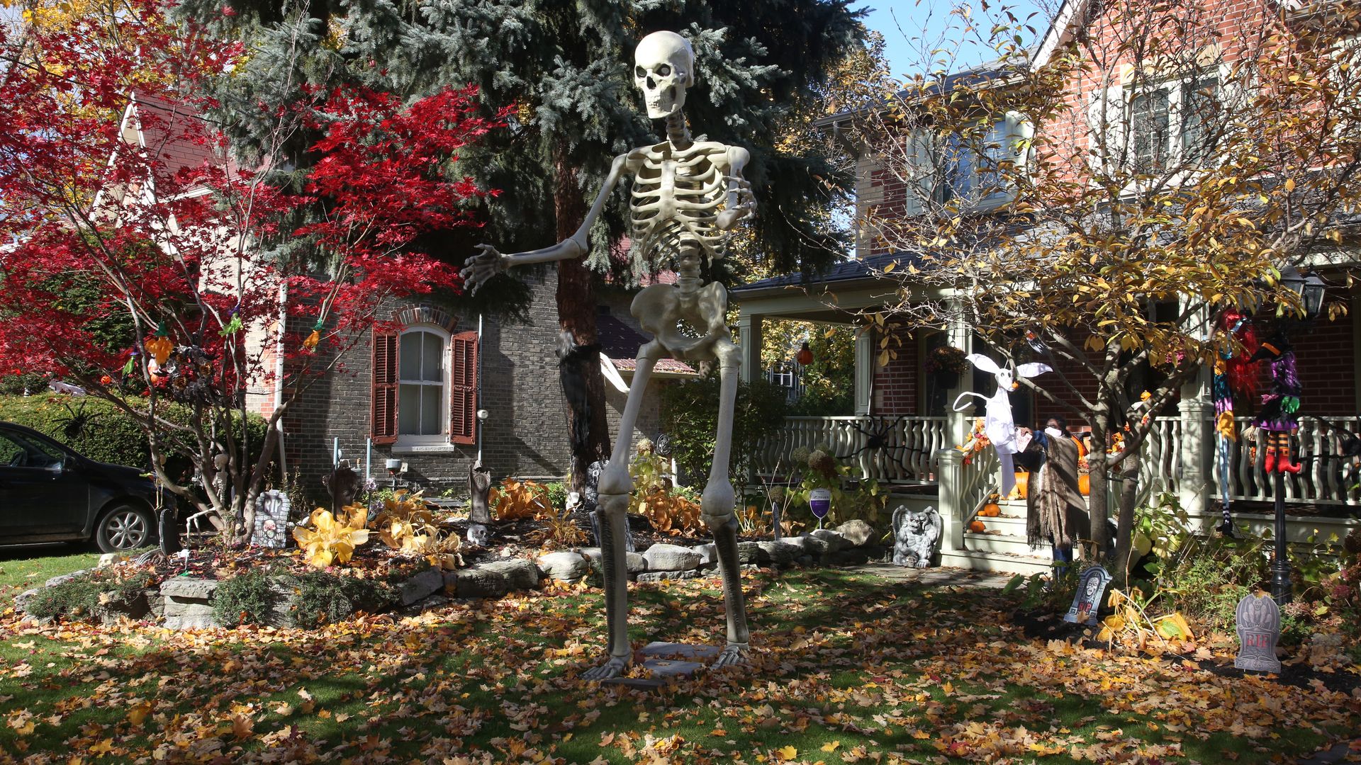 A photo of a giant skeleton in front of a house and a red maple tree