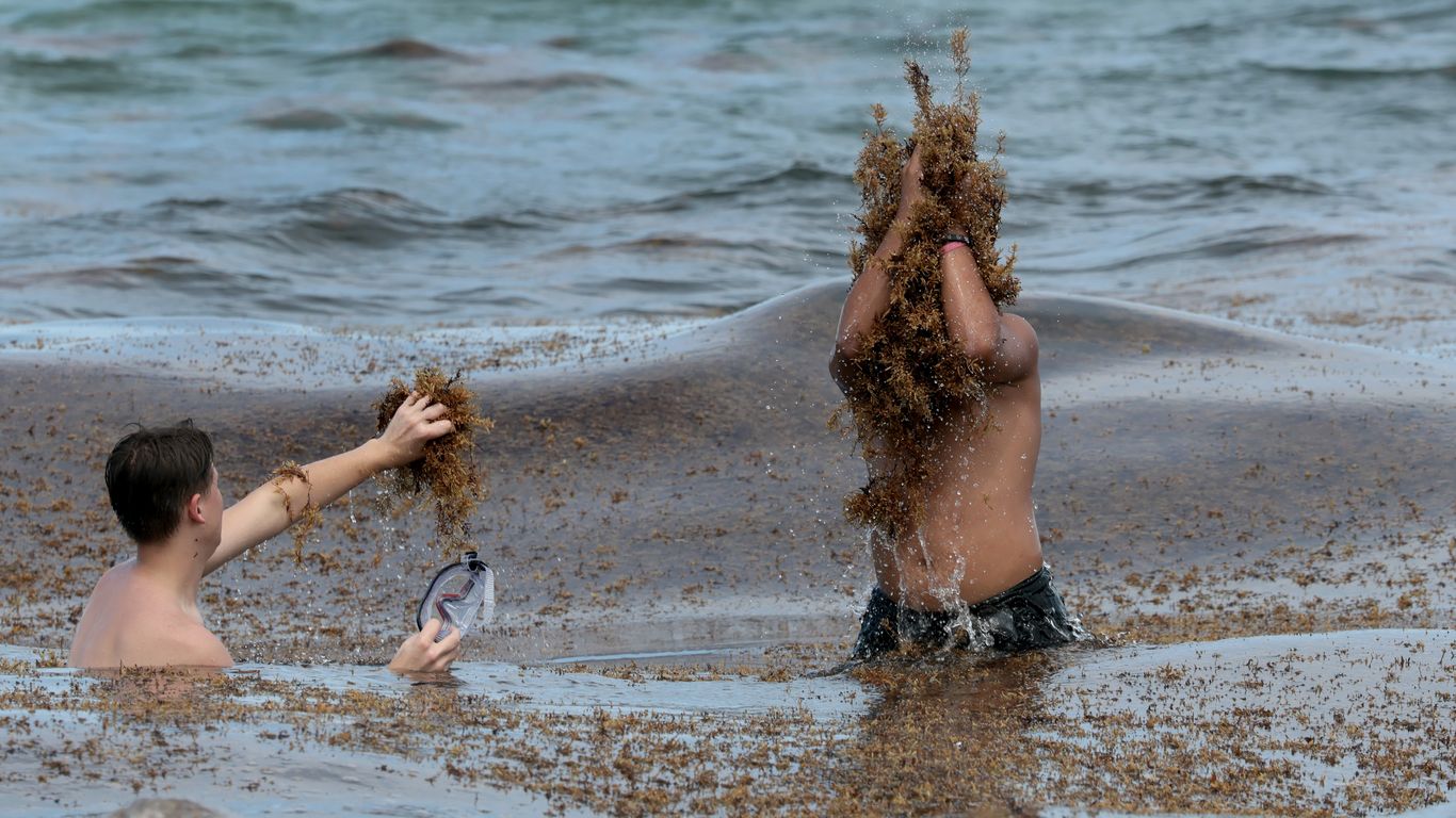 Sargassum season is back in South Florida. Not all beachgoers mind