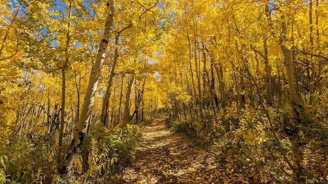 Colorado fall colors photo gallery 2023, Share your pictures