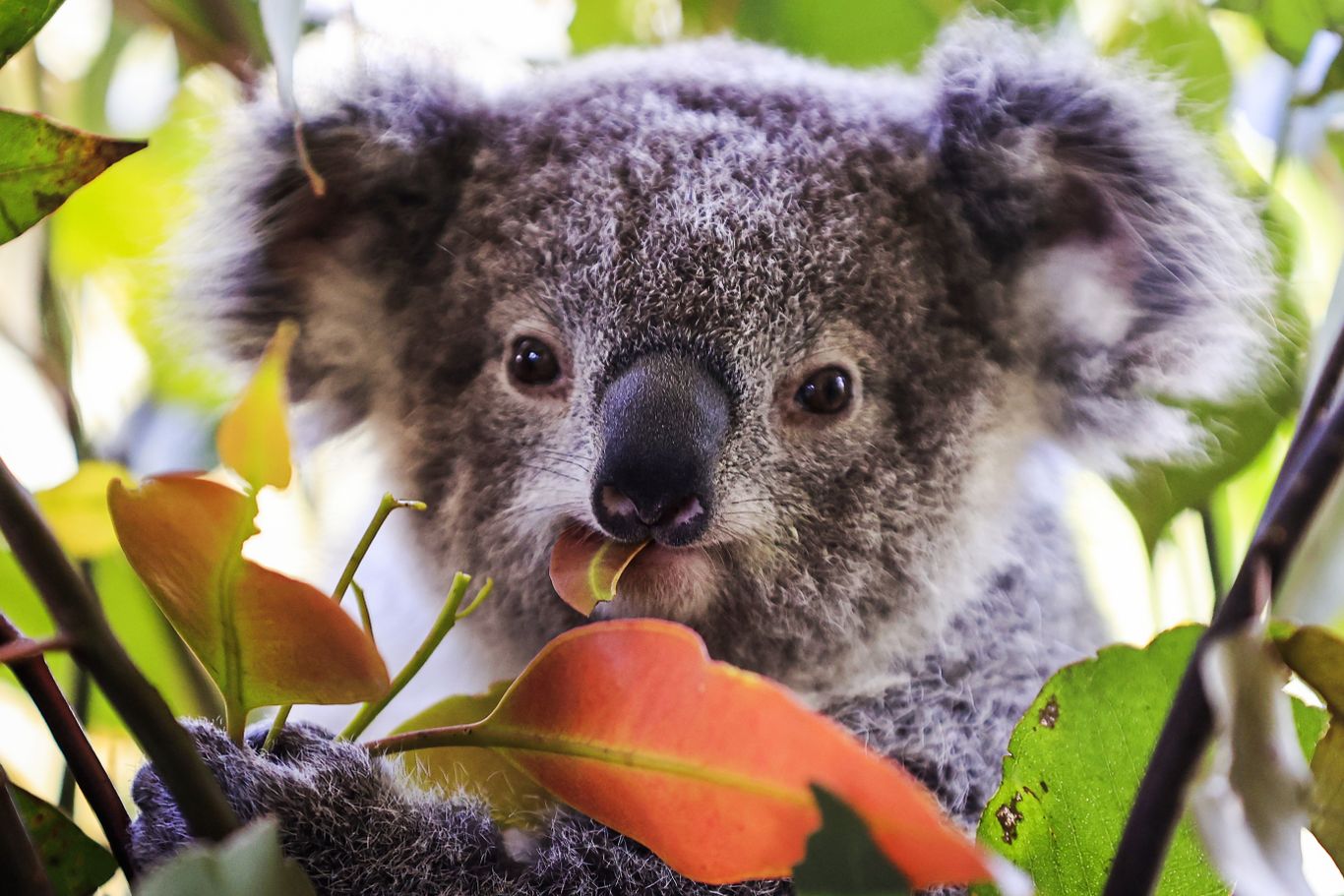 5 ways to help koalas this Save the Koala Day, WWF-Australia