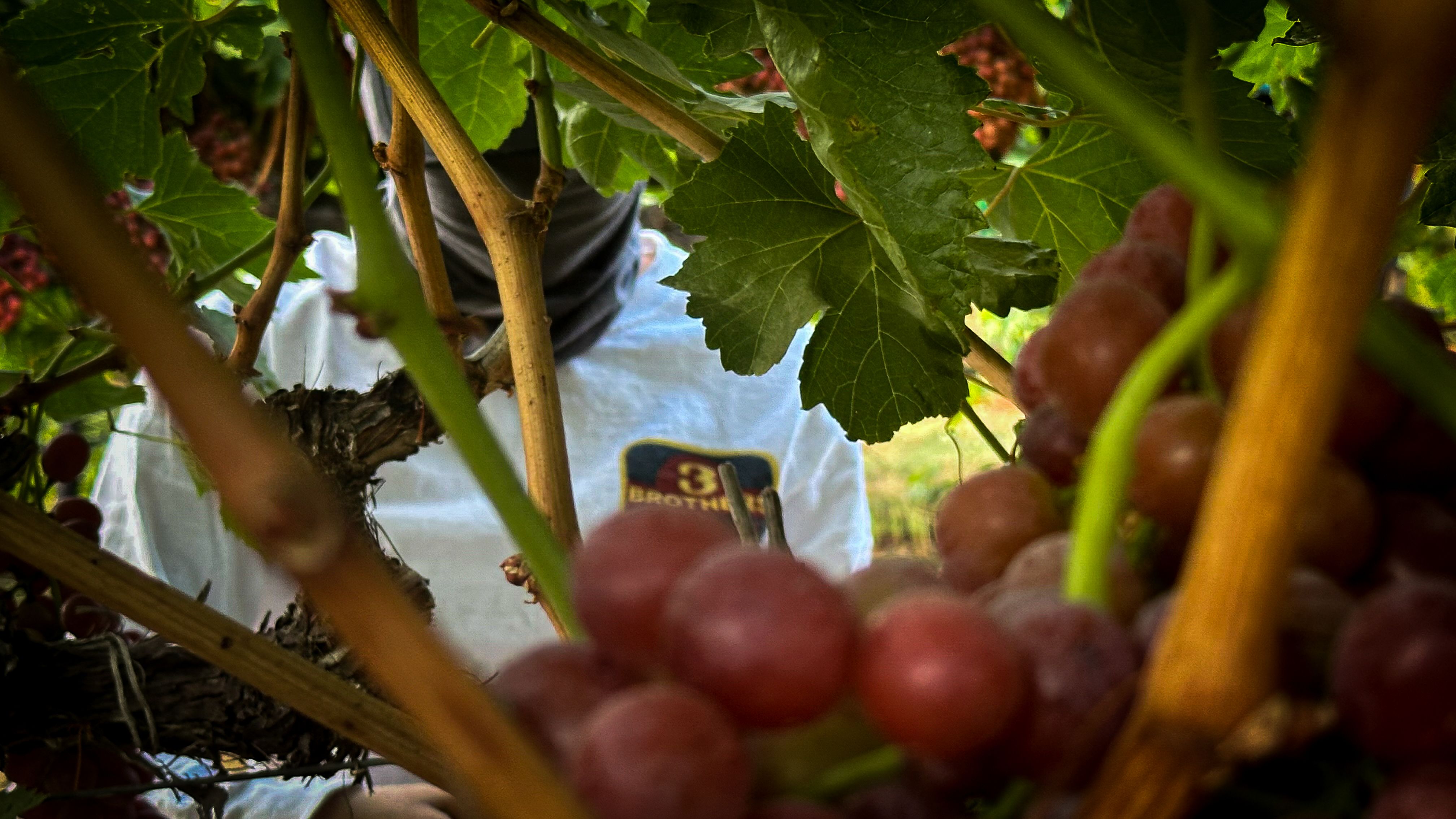 Carla Rodriguez, 17, cuts grapes off the vine in Lamont, California, as she talks about wanting to vote Democratic to protect her undocumented father on July 18, 2024. 