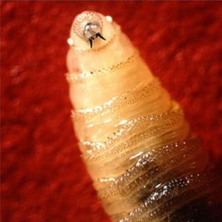 News Feed 96 What to know about screwworm threats, as U.S. suspends cattle imports from Mexico