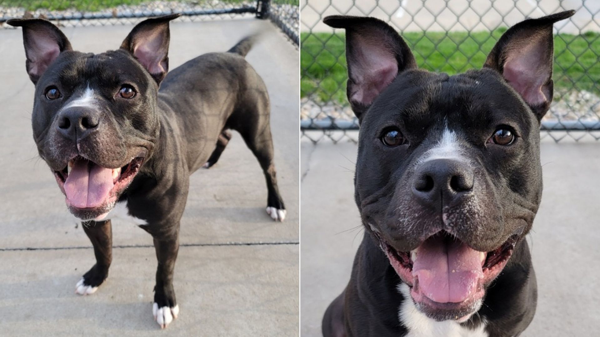 Two photos of a 1-year-old pit bull named Fergus up for adoption in Iowa.