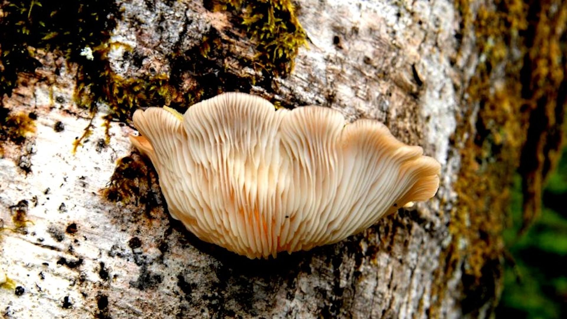 A mushroom on a side of a tree.