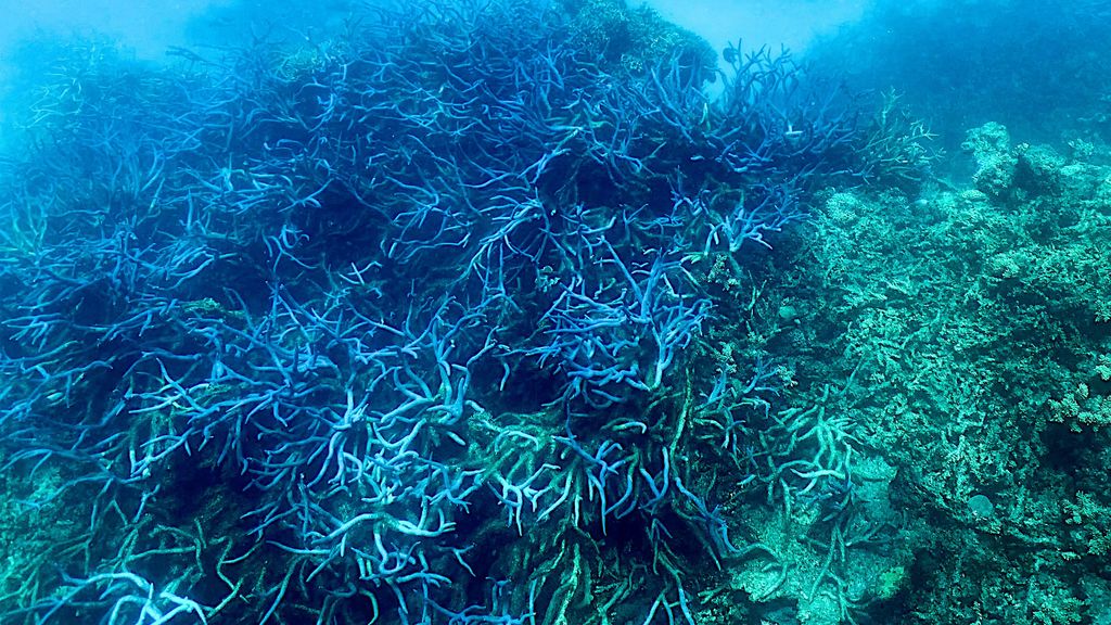 Great Barrier Reef shows highest coral cover in 36 years