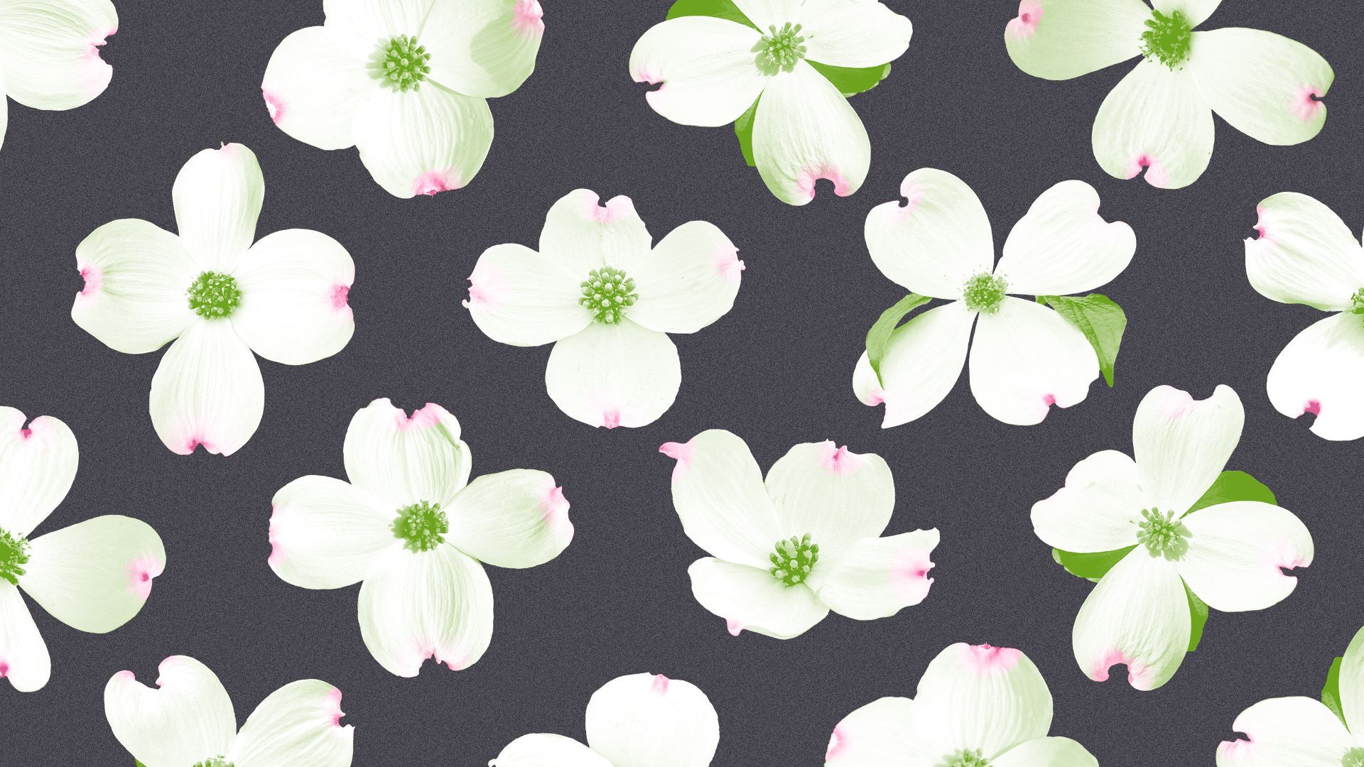 Illustration of a pattern of dogwood tree flowers.