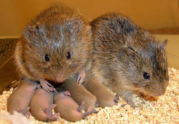A photo of two prairie voles and five of their babies cuddled up together.