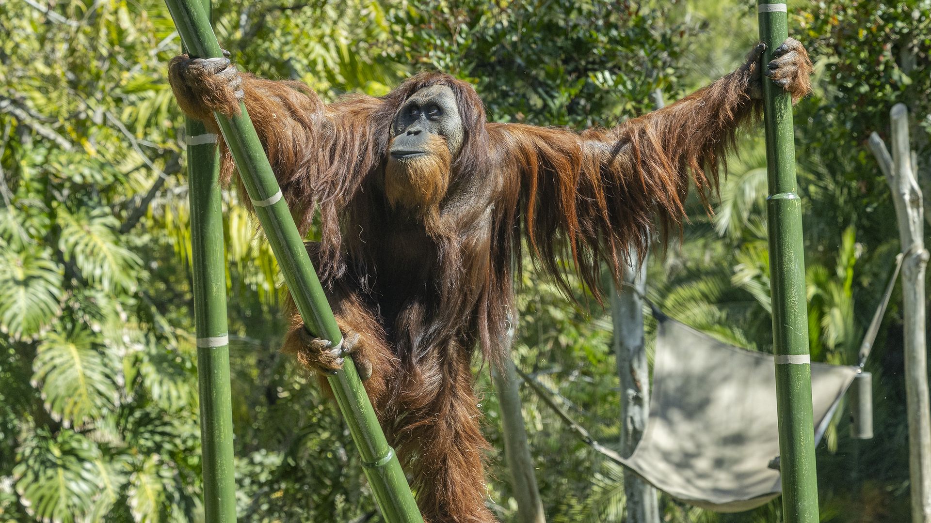 An orangutan with long reddish-brown hair stretches its arms wide while climbing between two large green bamboo poles in a lush zoo habitat. A canvas hammock is visible in the background.