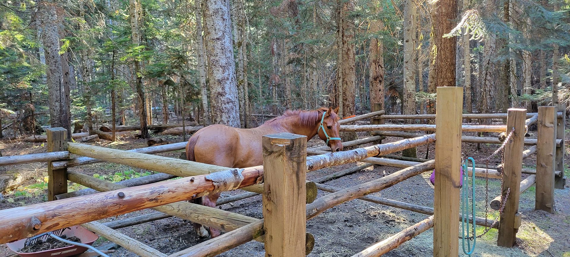 A chestnut horse stands in a small corral with evergreen trees in the background.