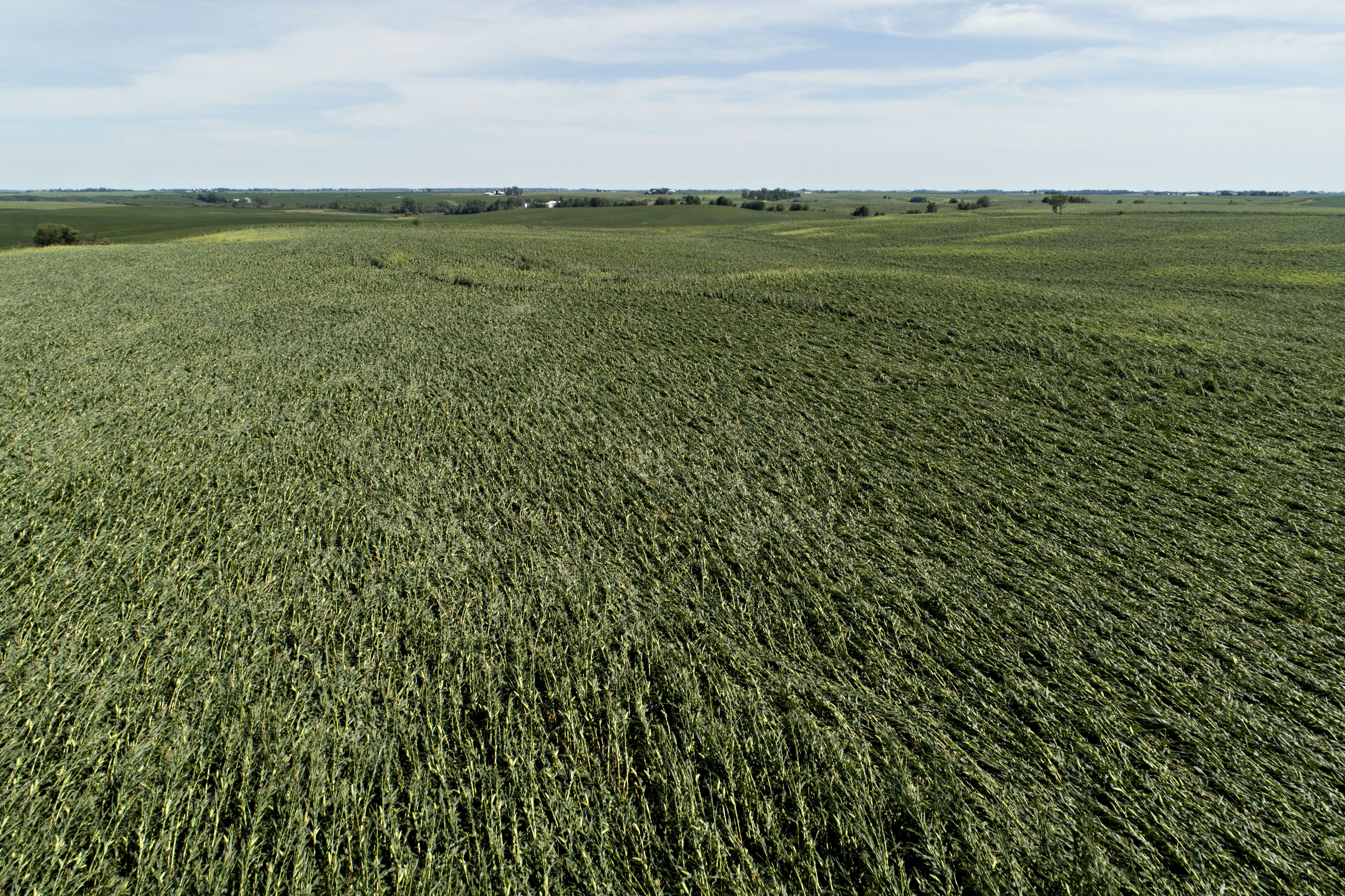 Birds eye view of a field of flattened corn stalks