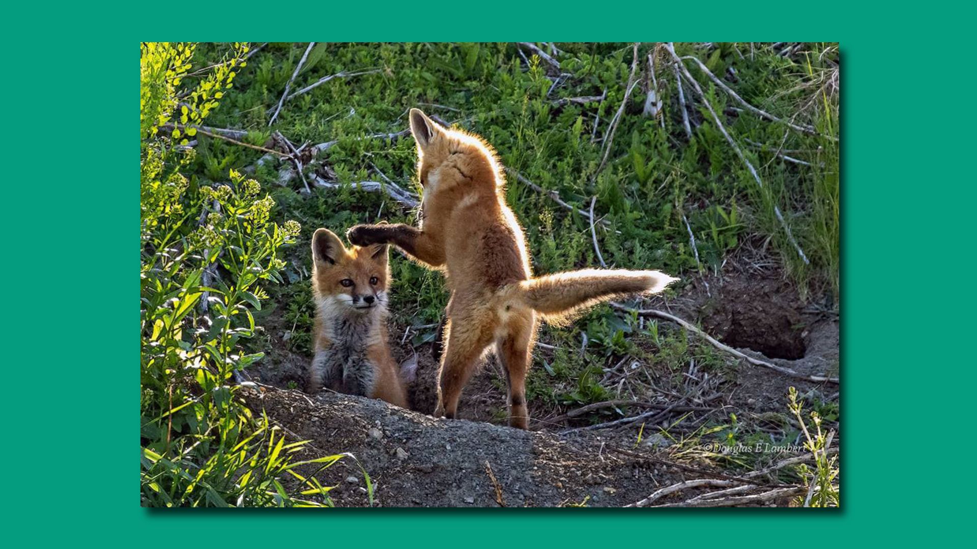 A photo of red fox kits.