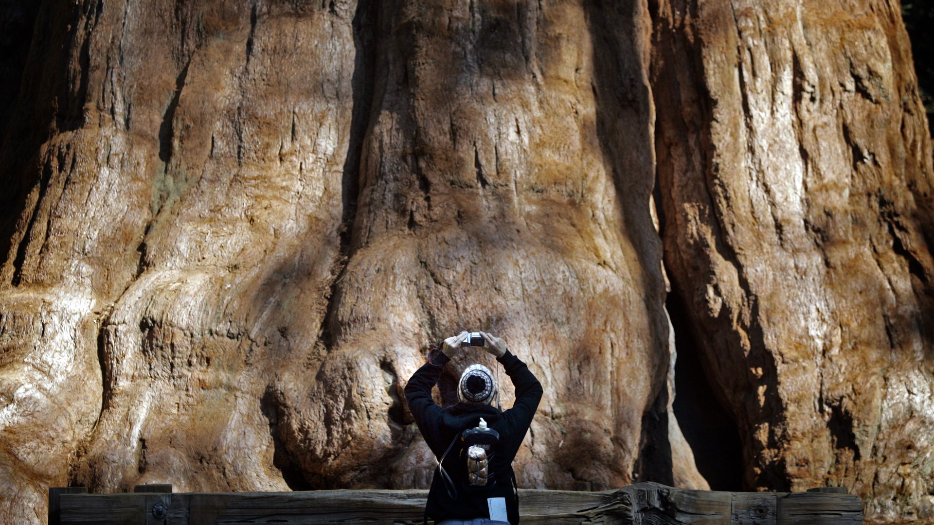 A person at the base of the General Sherman Tree in Sequoia National Park in 2006.