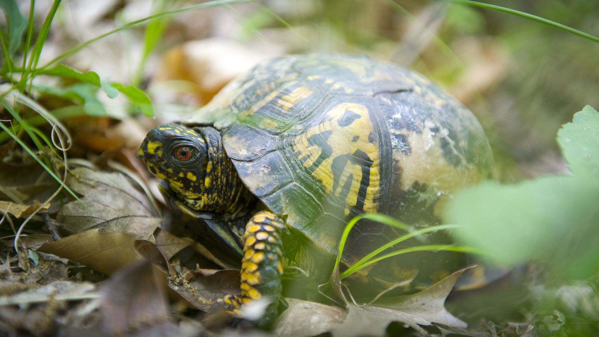 A turtle sits amid some leaves.
