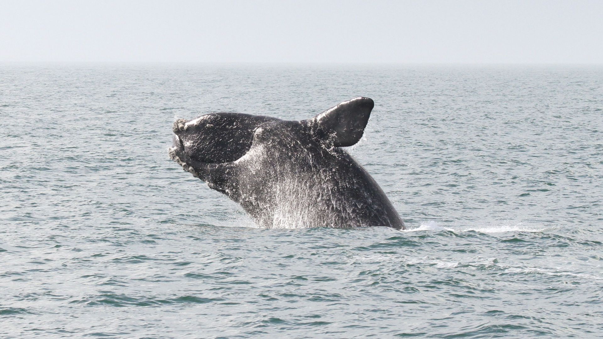An endangered right whale breaches on a sunny day off the coast of Georgia