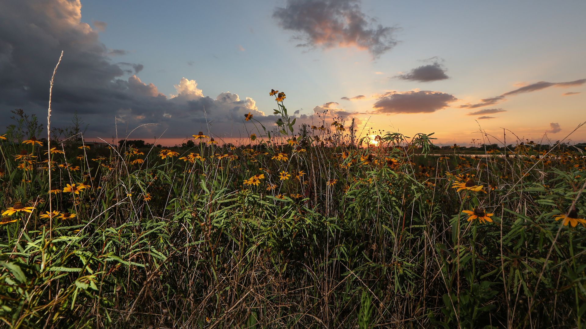 Photo of a land with wildlflowers and the sunset in the background. 