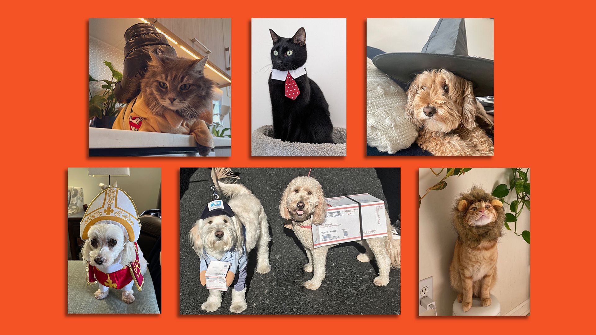 collage of reader pet pics, pt 2