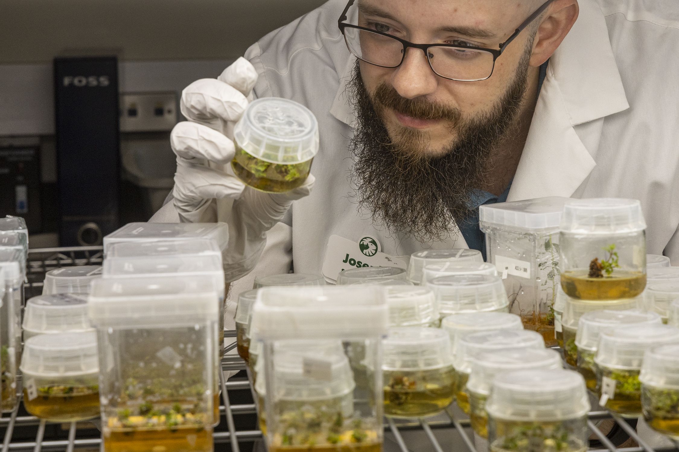 A male scientist inspects oak tree samples in plastic containers.