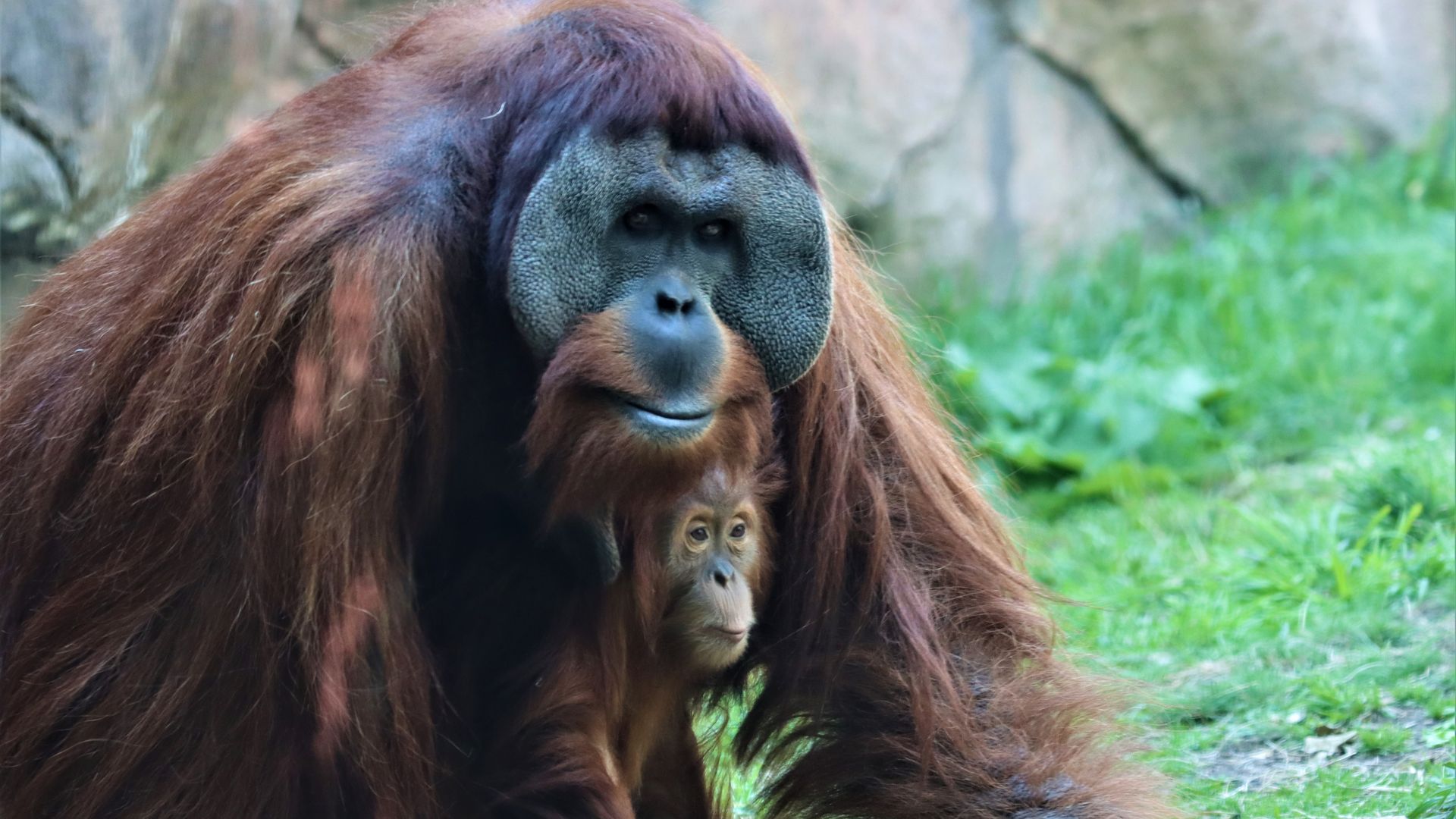 A photo of Berani, a large male orangutan, holding a small orangutan. 