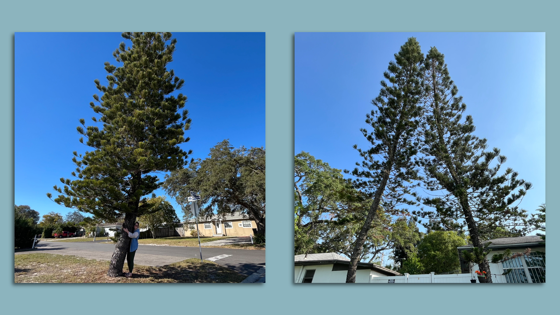 On the left, a photo of a woman hugging a tall conical tree. On the right, a pair of the same tree growing toward each other.