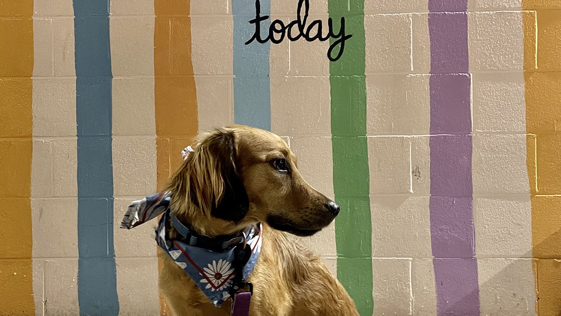 Alivia's dog in NoDa